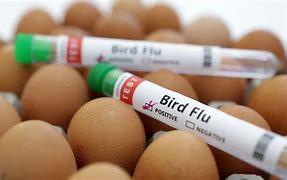 Avian Influenza